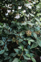 Forest flora, plants and flowers