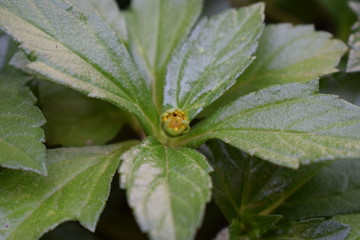 Green leaf