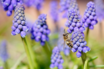 bee collects pollen from grape hyacinth flowers
