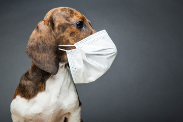 image of dog mask dark background 