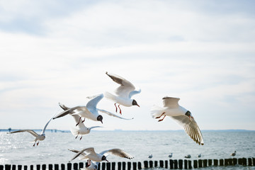 Seagulls fighting for food over the seaside.