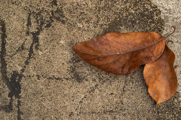 autumn leaf on rock