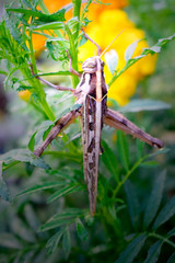 Grasshopper on the green bush