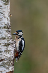 Buntspecht - Dendrocopos major