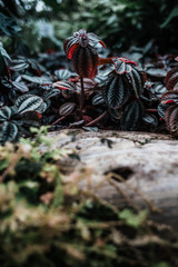 Forest flora, plants and flowers