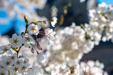 Weiß blühende Kirsche im Frühling in Hamburg