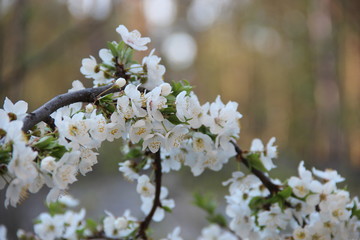 Spring flowering trees