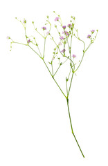Closeup of small pink gypsophila flowers