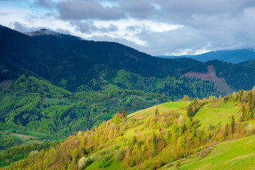 Fototapeta na wymiar forest on the hills in spring. beautiful environment background in mountains. trees in colorful lush foliage in evening light