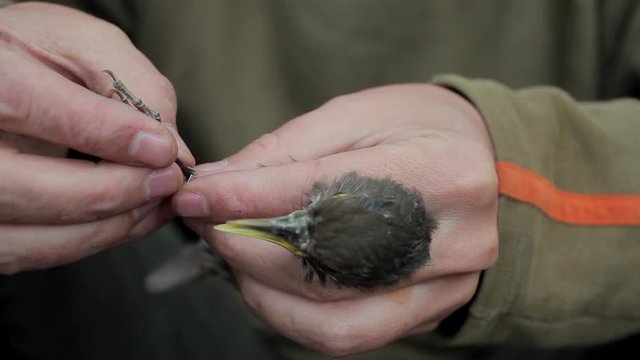 Bird ringing for scientific purpose in the forest. Ornithologist attaching ring / identification tag for bird study. Science, biology, nature, conservation, fauna, research and ornithology concept.