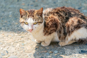 Fototapeta premium 猫