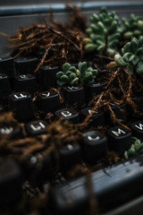 Forest flora, plants and flowers