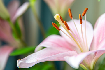 A close up of a flower showing the stamens, anthers and stigma