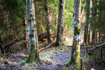 Trees in the forest