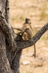 Babouin chacma, Papio ursinus , chacma baboon, Parc national Kruger, Afrique du Sud