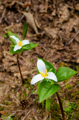 Western Trillium