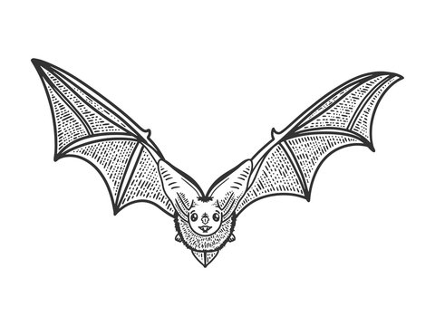 flying bat sketch engraving vector illustration. T-shirt apparel print design. Scratch board imitation. Black and white hand drawn image.