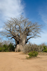 Fototapeta premium Baobab, adansonia digitata, Afrique du Sud