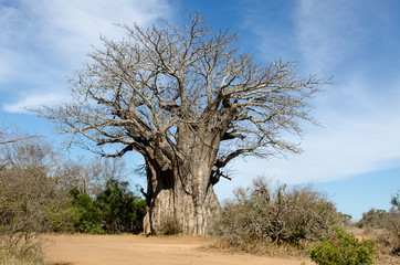 Fototapeta na wymiar Baobab, adansonia digitata, Afrique du Sud