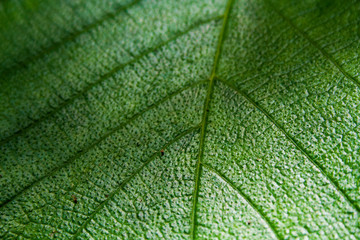 Macro de una hoja verde
