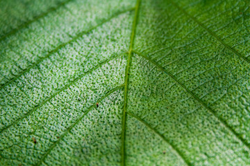 Obraz premium Macro de una hoja verde