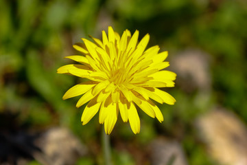 dandelion in grass