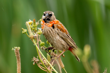 Euplecte ignicolore,.Euplectes orix, Southern Red Bishop, immature, Afrique du Sud