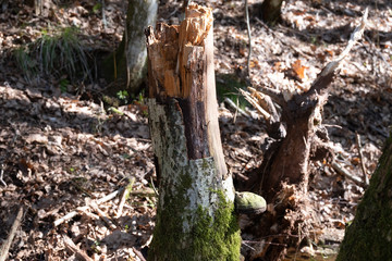 Fungus on a tree trunk