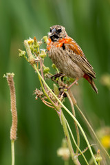 Euplecte ignicolore,.Euplectes orix, Southern Red Bishop, immature, Afrique du Sud