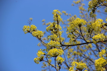 Spring flowering trees