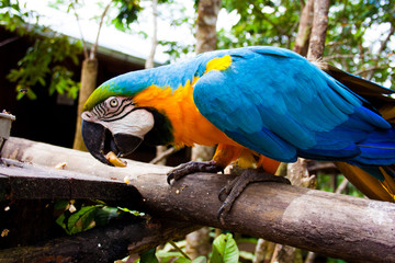 General close-up of a blue and yellow macaw standing on a wood with a blurred background