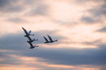 Swans fly through the evening sky