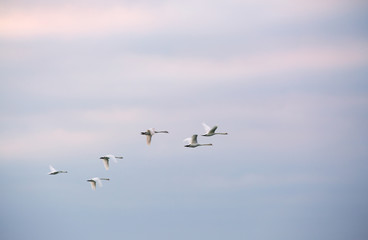 Swans fly through the evening sky