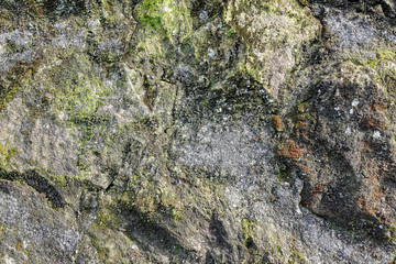 Obraz premium Green moss on stone texture and background