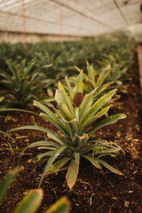 Pineapple plant