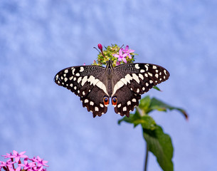 Butterfly and Flower