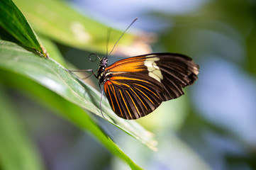 Fototapeta na wymiar The Psotman Butterfly
