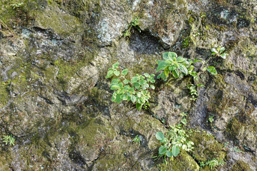 Obraz premium Green moss on stone texture and background