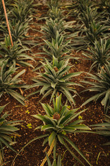 Pineapple roots
