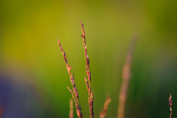 Grass