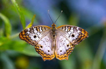 Close-Up Butterfly