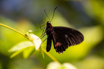 Cattleheart Butterfly