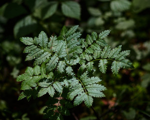 Ferns