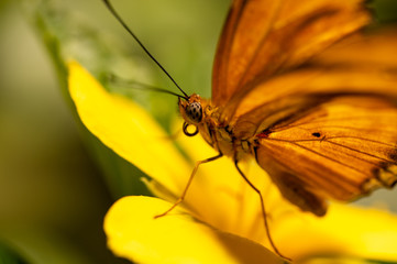 Orange Butterfly