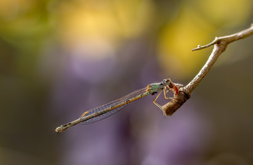 Damselfly eating an insect