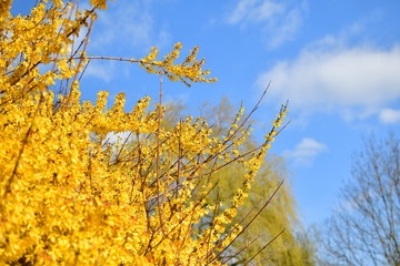 Gelbe Blume im Frühling  Forsythie