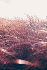 close-up of grass on a beach