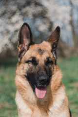 a German shepherd sits and smiles in the sun in the garden
