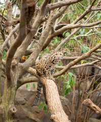 Fototapeta na wymiar Clouded Leopard Kitten
