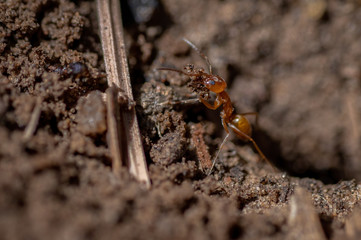 Ant at work